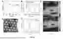 Fig. 07 - Palladium Copper Single-Atom Alloy Catalyst for Nitrate Reduction