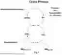 Fig. 02 - A CYCLIC PROCESS FOR THE EFFICIENT GENERATION OF CHLORINE DIOXIDE IN DILUTE SOLUTIONS