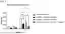 Fig. 06 - METHODS OF USING ACTIVIN RECEPTOR TYPE II VARIANTS