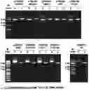 Fig. 01 - CONSTRUCT COMPRISING UTR SEQUENCE THAT IMPROVES INTRACELLULAR STABILITY AND BIOSYNTHESIS OF MRNA AND USE THEREOF