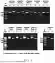 Fig. 04 - CONSTRUCT COMPRISING UTR SEQUENCE THAT IMPROVES INTRACELLULAR STABILITY AND BIOSYNTHESIS OF MRNA AND USE THEREOF