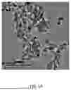 Fig. 02 - Application of Iron-phosphorus Nanomaterial in Promoting Preservation of Pepper