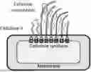 Fig. 01 - BACTERIAL CELLULOSE GELS, PROCESS FOR PRODUCING AND METHODS FOR USE