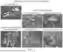 Fig. 03 - PSILOCYBE ASSAY