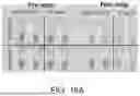Fig. 33 - LAMP ASSAY SYSTEM FOR DETECTION OF RESPIRATORY VIRUS