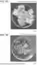 Fig. 02 - METHOD FOR MANUFACTURING ALUMINUM BASE MATERIAL