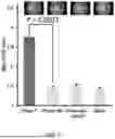 Fig. 07 - UNIVERSAL PAPER-BASED GENOME DETECTION USING A UNIVERSAL RNA TOEHOLD SWITCH AND CRISPR