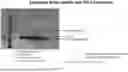 Fig. 09 - N-TERMINAL MULTIFUNCTIONAL CONJUGATION OF PROTEINS AND PEPTIDES (FOR BIOSENSING)
