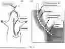 Fig. 32 - Multifunction Newborn Gavage Tube