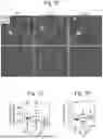 Fig. 15 - CXC RECEPTOR LIGANDS