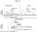 Fig. 20 - CXC RECEPTOR LIGANDS