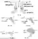 Fig. 48 - RNA AND DNA BASE EDITING VIA ENGINEERED ADAR RECRUITMENT