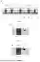 Fig. 02 - DISPLAY PANEL AND METHOD OF MANUFACTURING DISPLAY PANEL