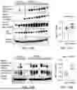 Fig. 09 - COMPOSITIONS AND METHODS FOR MODULATING CHOLESTEROL EFFLUX