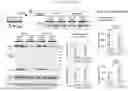 Fig. 06 - GENE EDITING-BASED METHOD OF ATTENUATING THE BETA-AMYLOID PATHWAY