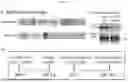 Fig. 08 - GENE EDITING-BASED METHOD OF ATTENUATING THE BETA-AMYLOID PATHWAY