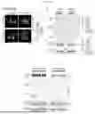 Fig. 22 - GENE EDITING-BASED METHOD OF ATTENUATING THE BETA-AMYLOID PATHWAY