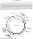 Fig. 43 - GENE EDITING-BASED METHOD OF ATTENUATING THE BETA-AMYLOID PATHWAY
