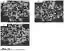 Fig. 16 - CERAMIC CEMENT MIXTURE AND CERAMIC HONEYCOMB WITH CERAMIC CEMENT SKIN