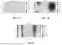 Fig. 07 - PIKAN-BASED SEEPAGE SIMULATION METHOD FOR HETEROGENEOUS RESERVOIRS