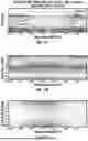 Fig. 22 - WORKFLOW TO CONVERT DUAL ARRIVAL EVENTS INTO CURTAIN PLOT SECTION OF FORMATION SLOWNESS AND LOGS OF TOOL LAYER AND SHOULDER BED SLOWNESS