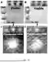 Fig. 09 - PIGMENTATION-INSENSITIVE IMAGING DEVICES, SYSTEMS, AND METHODS