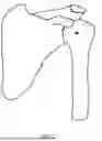 Fig. 02 - REVERSE SHOULDER PROSTHESIS AND RELATED METHODS