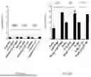 Fig. 06 - SODIUM CHLORITE COMPOSITIONS WITH ENHANCED ANTI-MICROBIAL EFFICACY AND REDUCED TOXICITY