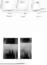 Fig. 04 - Silk Fibroin/Tea Polyphenol Hydrogel and Preparation Method and Application Thereof