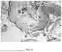Fig. 08 - Silk Fibroin/Tea Polyphenol Hydrogel and Preparation Method and Application Thereof