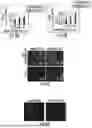 Fig. 06 - NANOCOMPOSITES FOR ENHANCED CELLULAR PAYLOAD DELIVERY