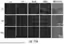 Fig. 08 - NANOCOMPOSITES FOR ENHANCED CELLULAR PAYLOAD DELIVERY