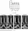 Fig. 10 - LACTOPONTIN-DERIVED POLYPEPTIDE THAT PROMOTES OSTEOBLAST PROLIFERATION AND DIFFERENTIATION AND APPLICATION THEREOF