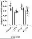 Fig. 13 - LACTOPONTIN-DERIVED POLYPEPTIDE THAT PROMOTES OSTEOBLAST PROLIFERATION AND DIFFERENTIATION AND APPLICATION THEREOF