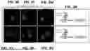 Fig. 08 - EPITOPE TAGS RECOGNIZED BY SPECIFIC BINDERS