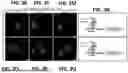 Fig. 08 - EPITOPE TAGS RECOGNIZED BY SPECIFIC BINDERS