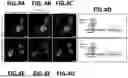 Fig. 10 - EPITOPE TAGS RECOGNIZED BY SPECIFIC BINDERS