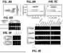 Fig. 15 - EPITOPE TAGS RECOGNIZED BY SPECIFIC BINDERS