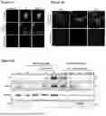 Fig. 04 - GENE THERAPY TREATMENT