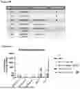 Fig. 07 - GENE THERAPY TREATMENT