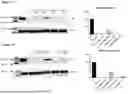 Fig. 10 - GENE THERAPY TREATMENT