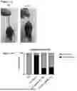 Fig. 14 - GENE THERAPY TREATMENT