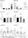 Fig. 15 - GENE THERAPY TREATMENT