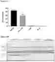 Fig. 17 - GENE THERAPY TREATMENT