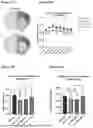 Fig. 21 - GENE THERAPY TREATMENT
