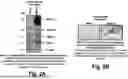 Fig. 03 - PERSONALIZED MUC1-C INDUCED PLURIPOTENT STEM CELL AND DENDRITIC CELL BASED VACCINES