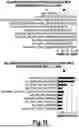 Fig. 12 - PERSONALIZED MUC1-C INDUCED PLURIPOTENT STEM CELL AND DENDRITIC CELL BASED VACCINES