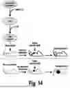 Fig. 15 - PERSONALIZED MUC1-C INDUCED PLURIPOTENT STEM CELL AND DENDRITIC CELL BASED VACCINES