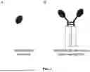 Fig. 02 - NANOBODIES THAT BIND TO GPRC5D AND USES THEREOF