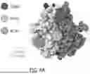 Fig. 26 - TL1A BINDING PROTEINS AND METHODS OF USE